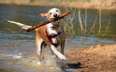Dog walking for good mental health