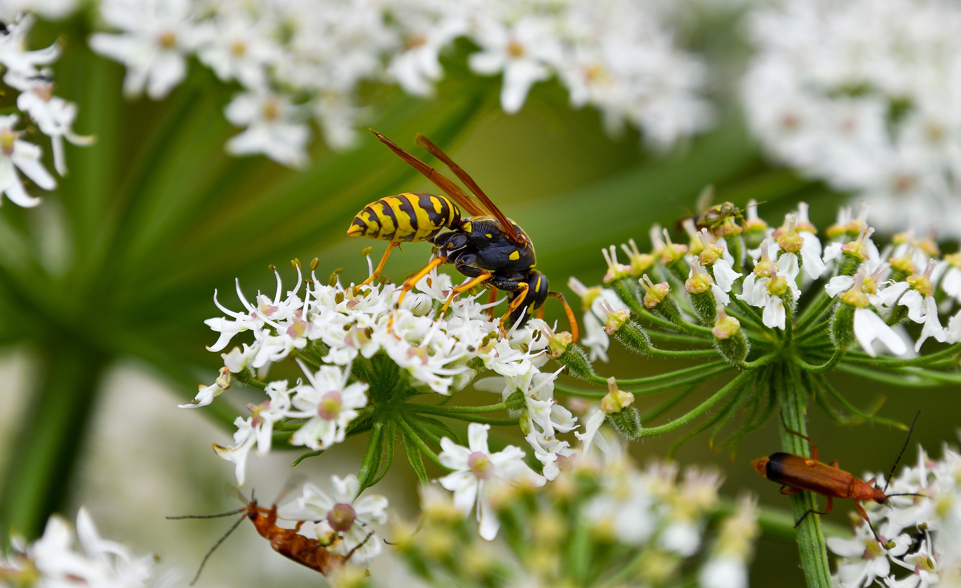 wasp on flower fear of insects